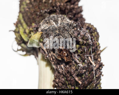 Gemeinsamen Haus Spinne, Parasteatoda Tepidariorum, bezeichnet International als die amerikanische Haus Spinne Stockfoto