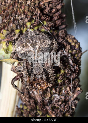 Gemeinsamen Haus Spinne, Parasteatoda Tepidariorum, bezeichnet International als die amerikanische Haus Spinne Stockfoto