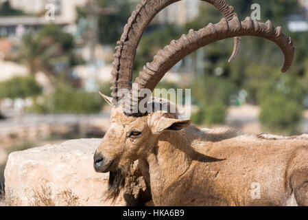 Besuch in Mitzpe Ramon im Süden Israels Stockfoto