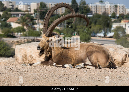 Besuch in Mitzpe Ramon im Süden Israels Stockfoto