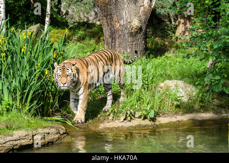 Ein Amur-Tiger (Panthera Tigris Altaica) ist ein Wasserloch im Wald entlang. Stockfoto