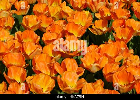 Tagtraum, Darwin Hybrid Tulpe (gelb öffnet, reift zu einer Aprikose-Orange), Park Keukenhof, Holland Stockfoto