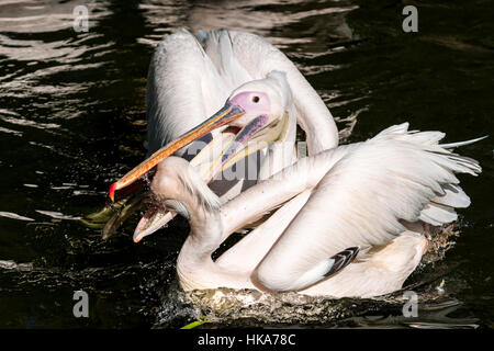 Zwei große weiße Pelikane (Pelecanus Onocrotalus) sind in einem See schwimmen kämpfen für Essen Stockfoto