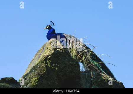 Ein indischer Pfau (Pavo cristatus) steht auf einem Felsen Stockfoto