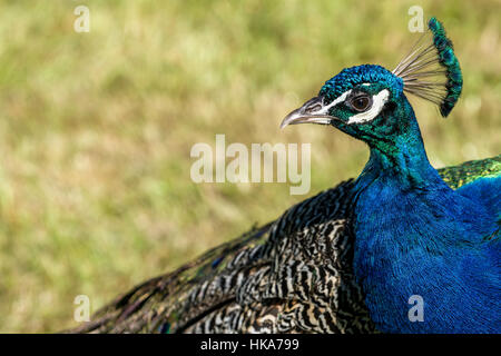 Ein Porträt von einem indischen Pfau (Pavo Cristatus) Stockfoto