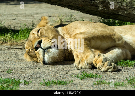 Einen weiblichen afrikanischen Löwen (Panthera Leo) ist auf dem Boden schlafen. Stockfoto