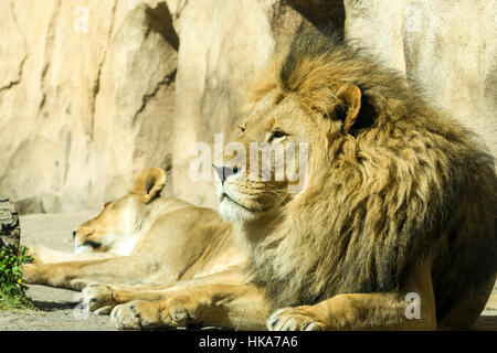 Ein männlicher afrikanischer Löwe (Panthera Leo) ist auf dem Boden liegend. Stockfoto