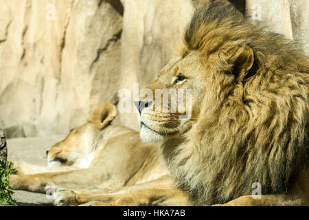Ein männlicher afrikanischer Löwe (Panthera Leo) ist auf dem Boden liegend. Stockfoto
