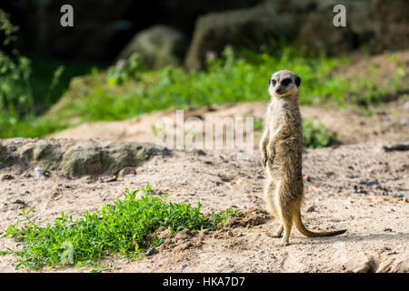 Ein Erdmännchen (Suricata Suricatta) steht auf dem Boden Ausschau Stockfoto