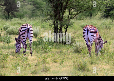 Zebras Herde auf Savanne. Amboseli Nationalpark in Kenia Stockfoto