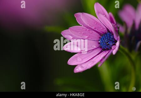 Rosa Osteospermum mit lila/blau-Center nach einem Regen-Dusche-Makro erschossen genommen in Shepperton U.K Stockfoto