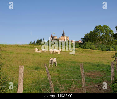 Charolais-Kühe auf einer Weide in der Nähe der französischen Burg Chateauneuf in Burgund Stockfoto