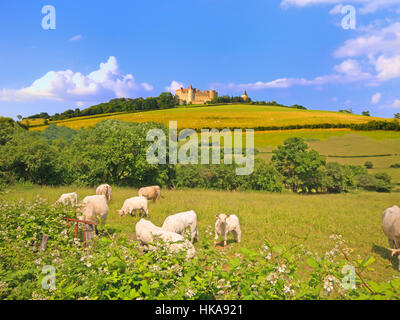 Chateauneuf in Burgund, Frankreich mit Herde von Charolais-Rindern. Stockfoto