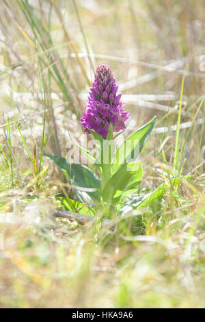 Düne Helleborine (Epipactis Dunensis) und Orchidee, The Snook, Holy Island (Lindisfarne), England, Northumberland, UK, England Stockfoto