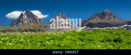 Der Grand, Mitte und Süden Teton Gipfeln über Wildblumen entlang des Teufels Treppen. Jedediah Smith Wildnis, Wyoming Stockfoto