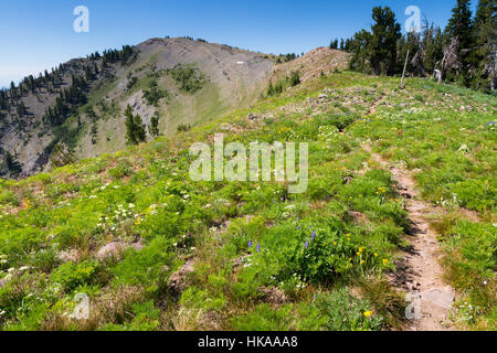 Wanderweg bis nach Mount Herrlichkeit über den geographischen Kamm der Teton Mountains. Bridger-Teton National Forest, Wyoming Stockfoto