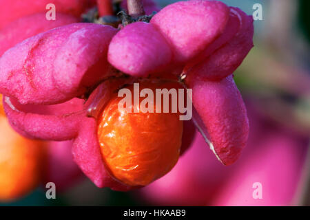 Euonymus Europaeus 'Red Cascade' Früchte Stockfoto