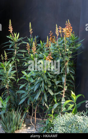 Der Telegraph Garten, Chelsea flower Show 2016 London UK - Designer: Andy Sturgeon Stockfoto