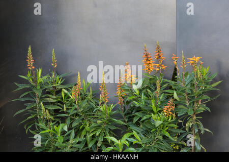 Der Telegraph Garten, Chelsea flower Show 2016 London UK - Designer: Andy Sturgeon Stockfoto