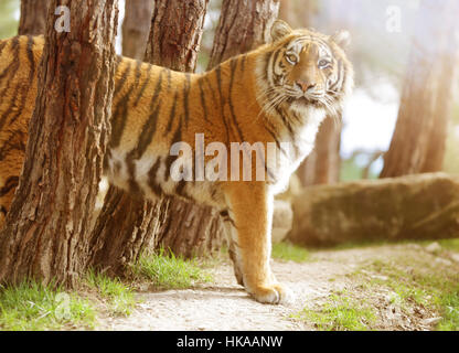 Tiger Blick in die Kamera. Durchtrainierten Bild. Stockfoto