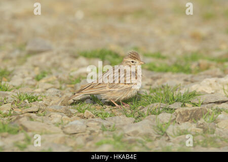 Mehr kurz-toed Lerche (Calandrella Brachydactyla) - ein Landstreicher zu Fuß auf steinigem Gelände auf Fair Isle, Shetland, UK Stockfoto