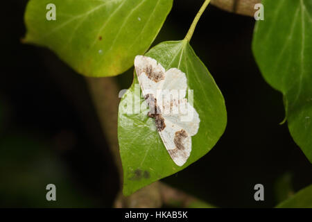 Versengt Teppich (Ligdia Adustata) - eine weiße und verblasste schwarze Motte thront auf einem grünen Blatt Stockfoto