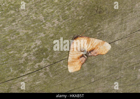 Verbrannte Flügel (Plagodis Dolabraria) Stockfoto