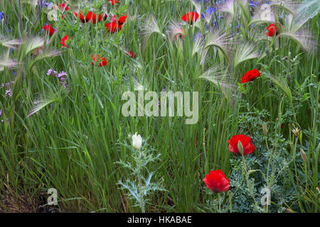 Hordeum ornamental Gerstengras und Feld Mohnblumen Blumen Wildblumen Wildblumen Garten Chelsea Flower Show 2016, London, UK Hugo Bugg Stockfoto