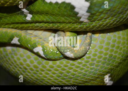 Smaragd Tree Boa Stockfoto