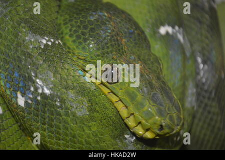 Smaragd Tree Boa Stockfoto