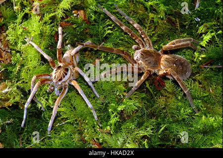 Riesige Amazonas-Spinne, (Ancylometes bogotensis) Paar Stockfoto