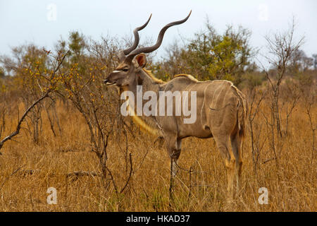 Rot-billed Oxpecker Fütterung auf eine männliche Kudu Anthelope, Krüger Nationalpark, Südafrika Stockfoto