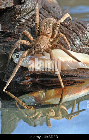 Amazon Angeln Riesenspinne, weiblich mit gefangenem Fisch (Ancylometes Bogotensis) Stockfoto