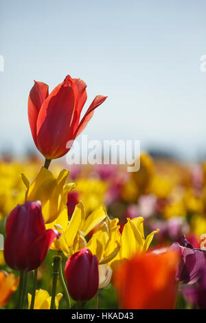 Bunte Tulpen, Tulpe Fest, hölzerne Schuh Tulip Farm, Woodburn, in der Nähe von Portland, Oregon USA Stockfoto