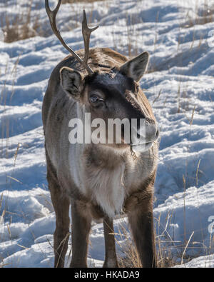 Ein gehörnter Caribou mit Schnee und einen Schluck des getrockneten Grases, Whitehorse, Yukon Territory Stockfoto