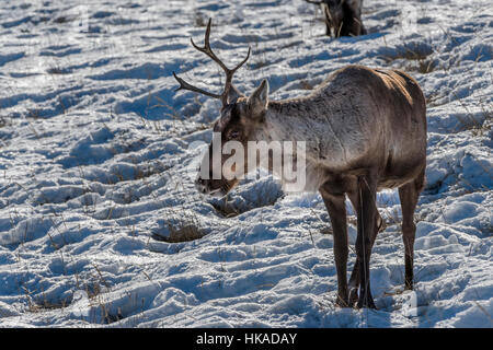 Ein-gehörnte Boreal Woodland Caribou im Schnee und getrocknete Gräser, in der Nähe von Whitehorse, Yukon Territory Stockfoto