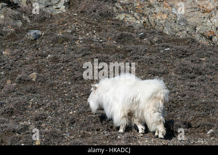 Verfilzte aussehende Bergziege auf eine schneefrei (Südlage) Steigung, Yukon Wildlife Preserve, Whitehouse, Yukon Territorien Stockfoto