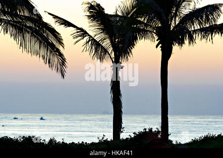 Palmen vor Sonnenaufgang Himmel abhebt. Stockfoto