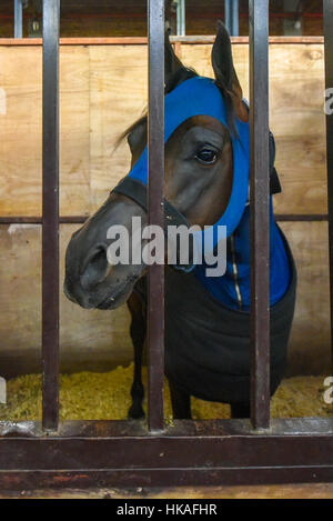 Pferd, bedeckt mit einer blauen Decke in einem Stall Stockfoto