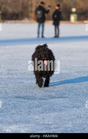 Entzückende ungarische Hunderasse, Hunderasse namens puli Stockfoto