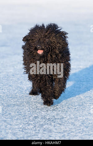 Entzückende ungarische Hunderasse, Hunderasse namens puli Stockfoto