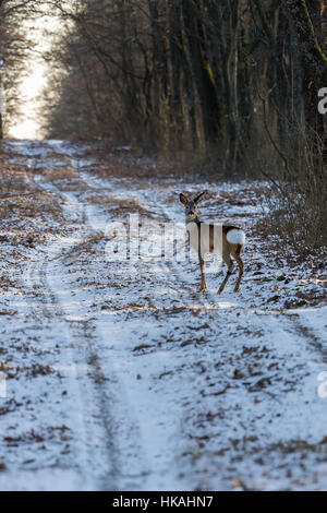 Alert Reh auf dem Forstweg im winter Stockfoto