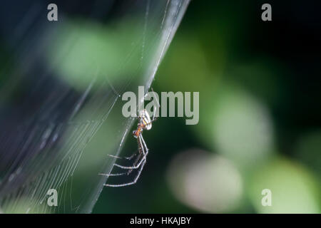 Spinne kriecht auf Web (Orchard Orb Weaver) Stockfoto