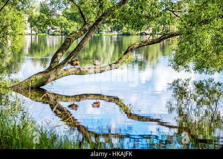 Enten im Teich Holguin in Peterhof. St Petersburg, Russland Stockfoto