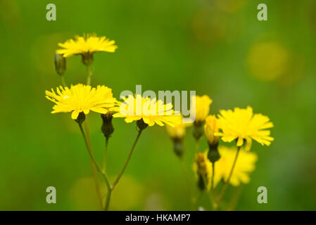 Rau, Hawk-Bart, Crepis Biennis, Wildblumen, Dumfries & Galloway, Schottland Stockfoto