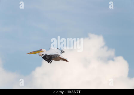 Pelikan-Migration bei Viker Lookout, Israel Stockfoto