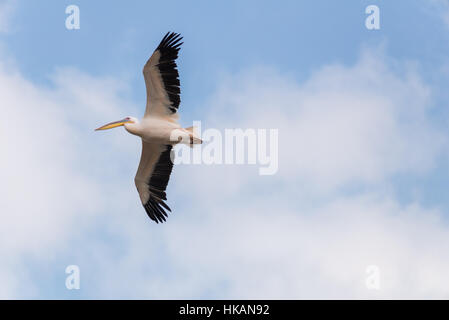 Pelikan-Migration bei Viker Lookout, Israel Stockfoto