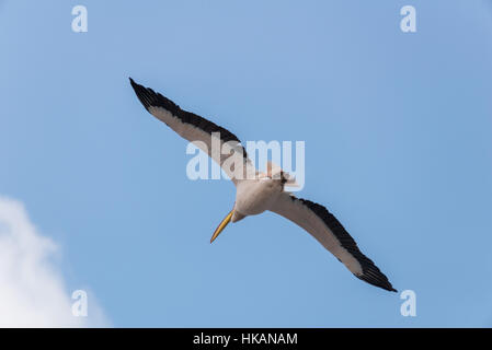 Pelikan-Migration bei Viker Lookout, Israel Stockfoto