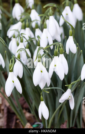 Januar Blüten in riesigen Schneeglöckchen, Galanthus Elwesii "Epiphany" Stockfoto