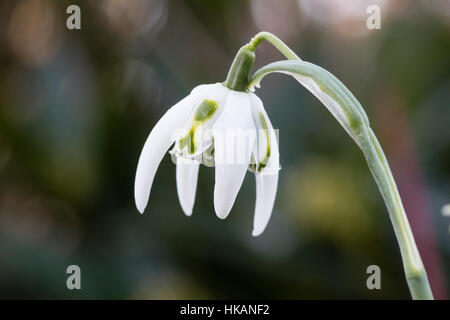 Einzigen Winter Blume von hardy Doppel Schneeglöckchen, Galanthus "Richard Ayres" Stockfoto